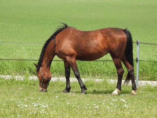 Foto vom 11. Mai 2016 - Pferd