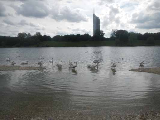 Foto vom 16. Mai 2016 - Schwne in der neuen Donau