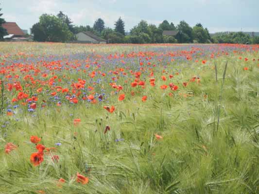 Foto vom 3. Juni 2016 - Kornfeld