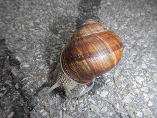 Foto vom 15. Juni 2016 - Schnecke