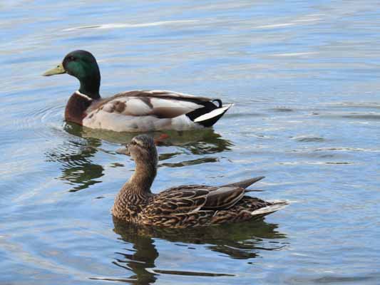 Foto vom 20. Juni 2016 - Enten