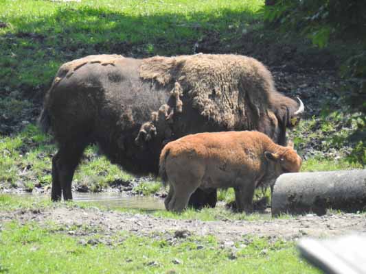 Foto vom 24. Juni 2016 - Bison