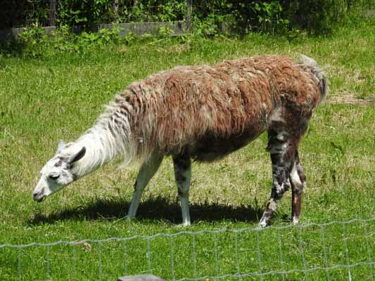 Foto vom 29. Juni 2016 - Lama