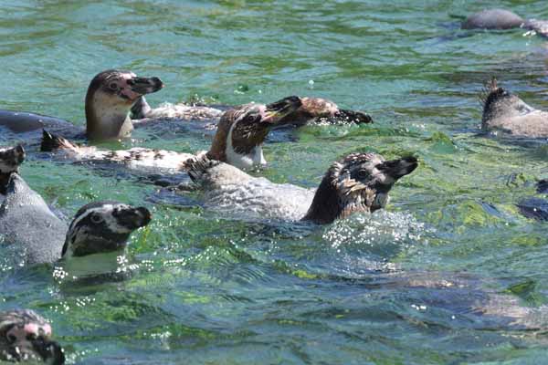 Foto vom 21. Juli 2016 - Pinguine