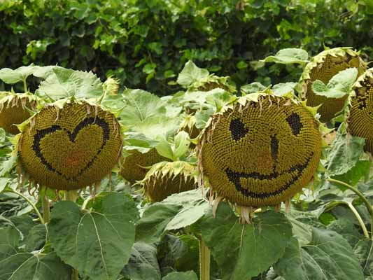Foto vom 28. Juli 2016 - Sonnenblumen