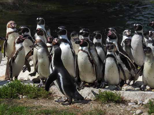 Foto vom 17. August 2016 - Pinguine