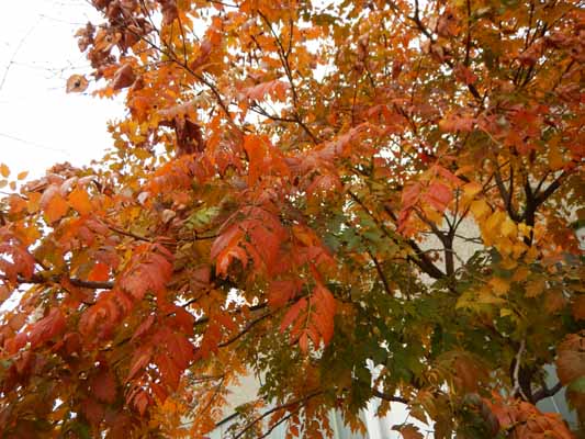 Foto vom 19. Oktober 2016 - Herbst