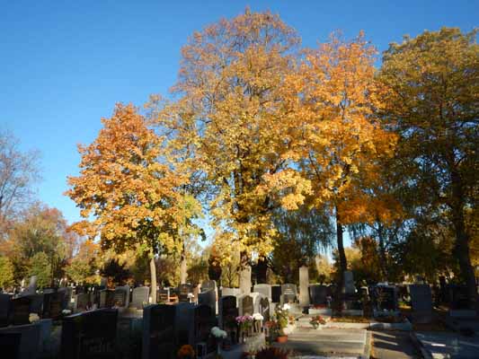 Foto vom 31. Oktober 2016 - Stammersdorfer Friedhof