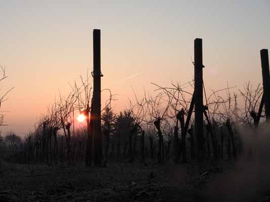 Foto vom 1. Jnner 2017 - Sonnenaufgang am Bisamberg