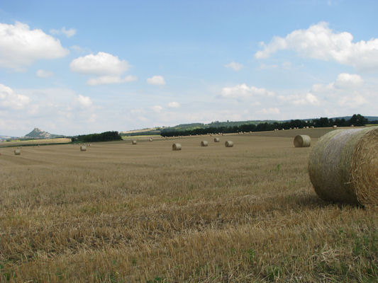 Foto vom 31. Juli 2010 - Felder bei Staatz