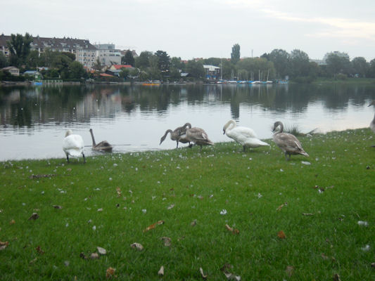 Foto vom 3. September 2010 - Schwäne bei der alten Donau