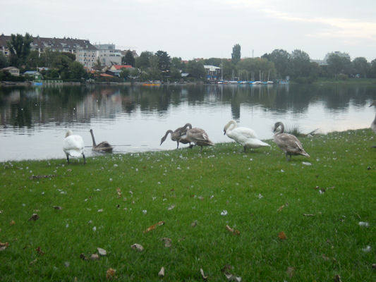 Foto vom 3. September 2010 - Schwne bei der alten Donau