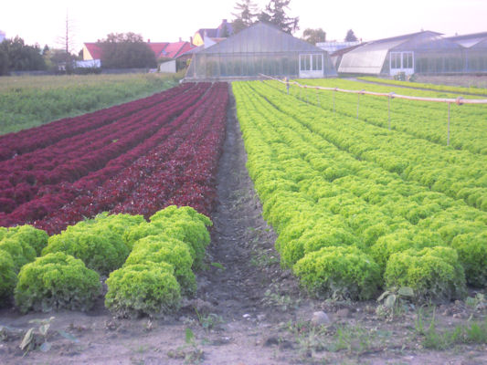 Foto vom 6. September 2010 - An der Schanze - Grtnerei