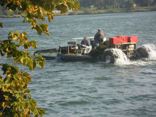 Foto vom 24. September 2010 - Mhboot auf der alten Donau