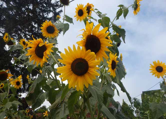 Sonnenblumen