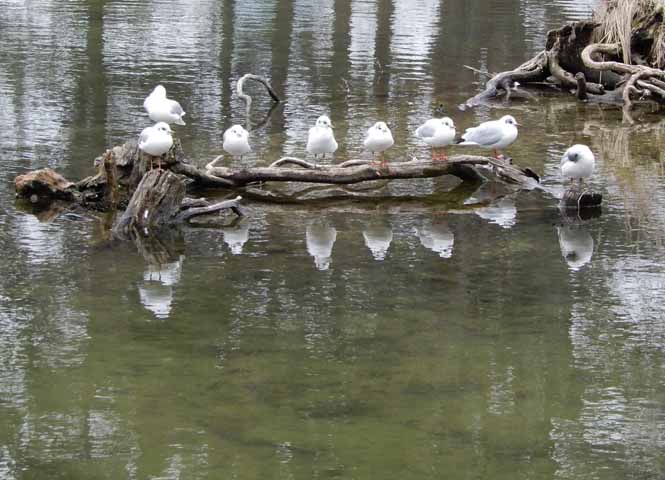 Möven im Wasserpark