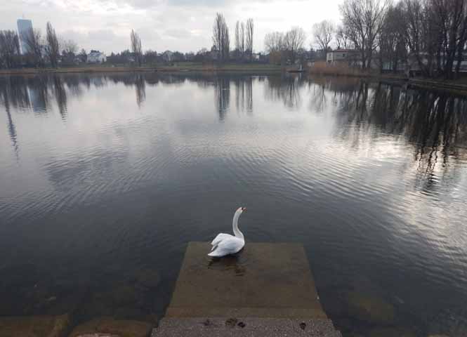 Schwan in der Alten Donau