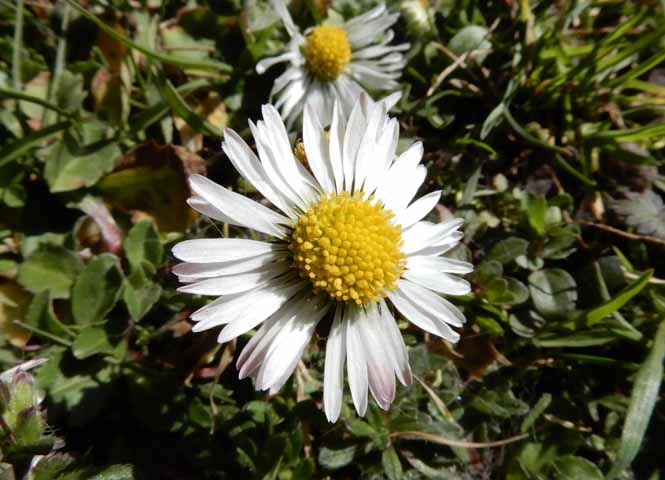 Gänseblümchen