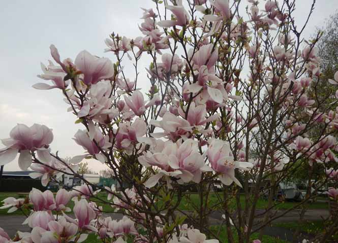 Magnolien