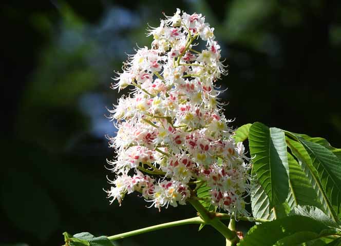 Kastanienblüte