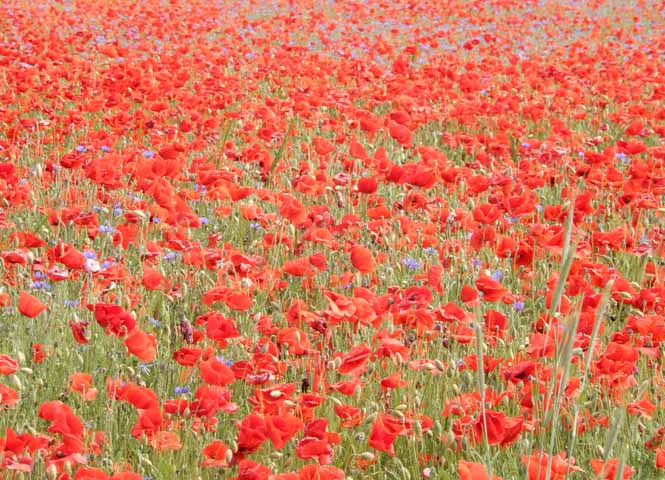 Klatschmohn