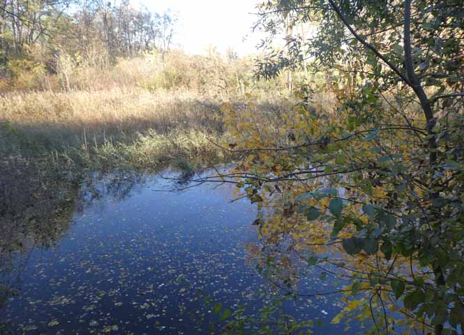 Lobau