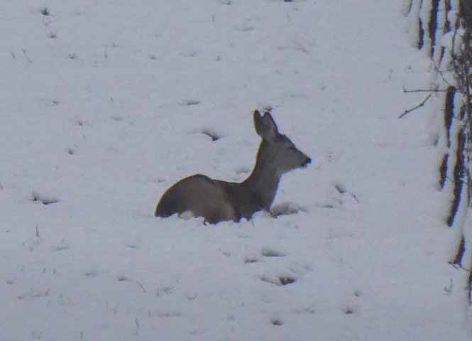 Reh im Schnee