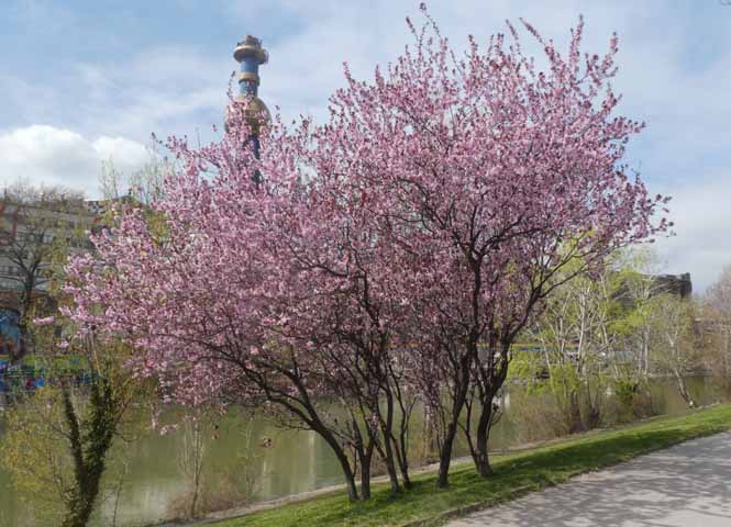 Donaukanal