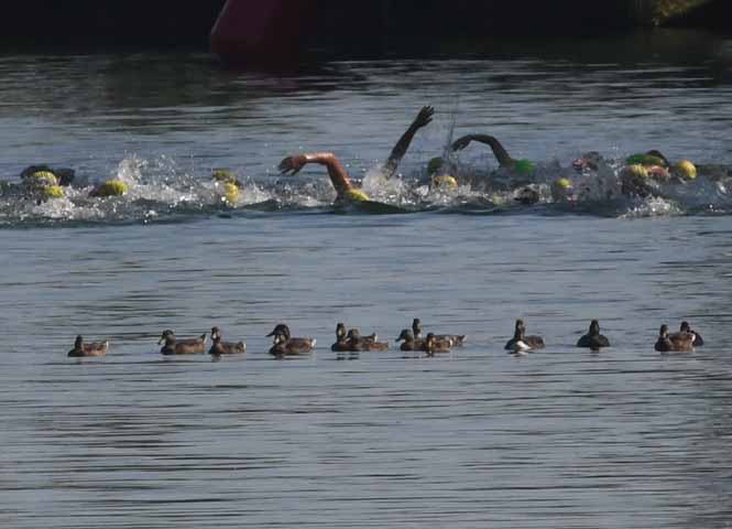 Traismauer Triathlon