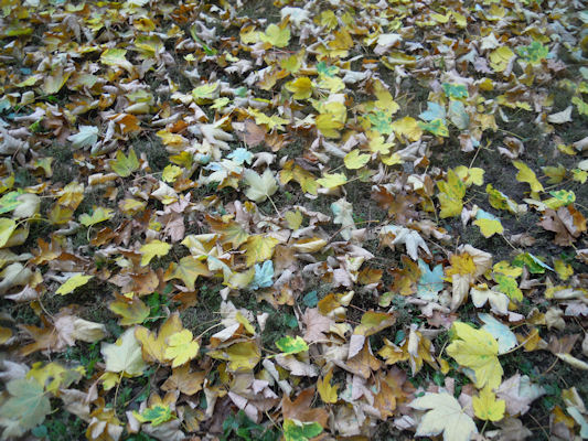 Foto vom 17. Oktober 2010 - Herbstblätter