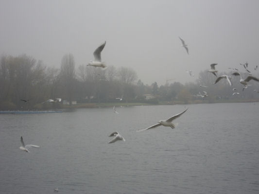 Foto vom 14. November 2010 - Möven bei der Alten Donau