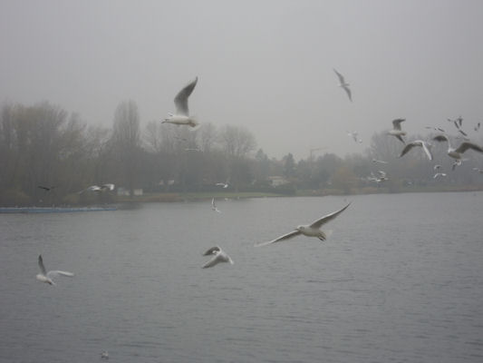 Foto vom 14. November 2010 - Mven bei der Alten Donau