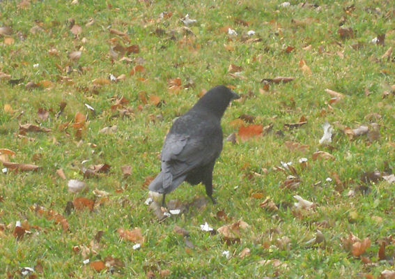 Foto vom 16. November 2010 - Krhe