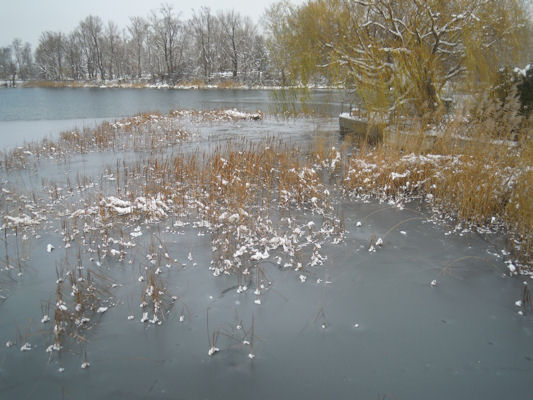 Foto vom 4. Dezember 2010 - Alte Donau