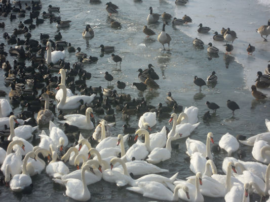 Foto vom 19. Dezember 2010 - Wasservögel
