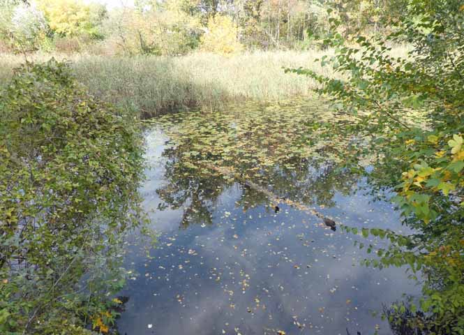 Lobau