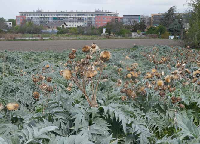 Donaufeld
