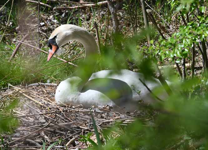 Schwan