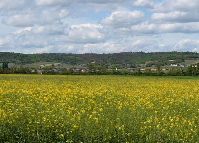 Rapsfeld