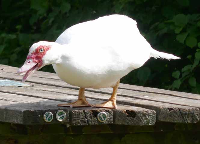 Ente