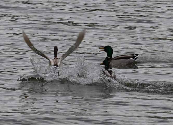 Enten