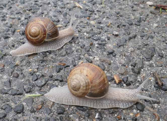 Schnecken