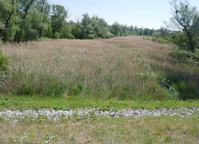 Lobau