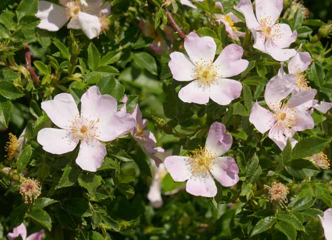 Blüten