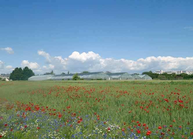 Donaufeld