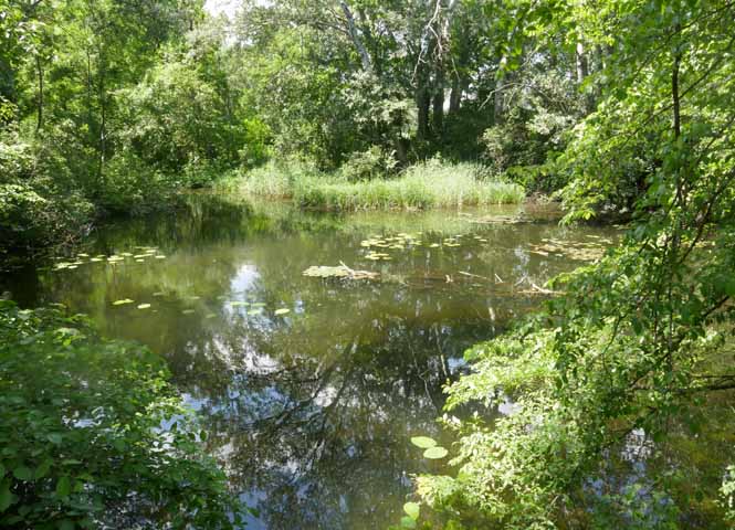 Lobau