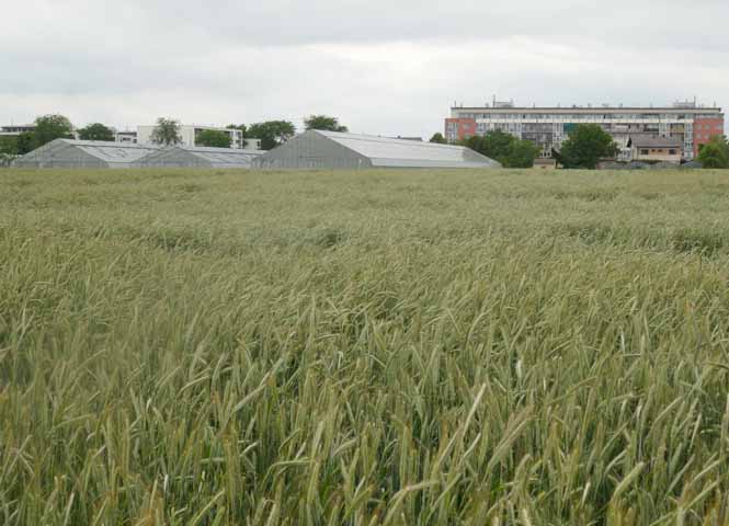Donaufeld