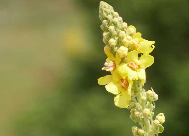 Blüte