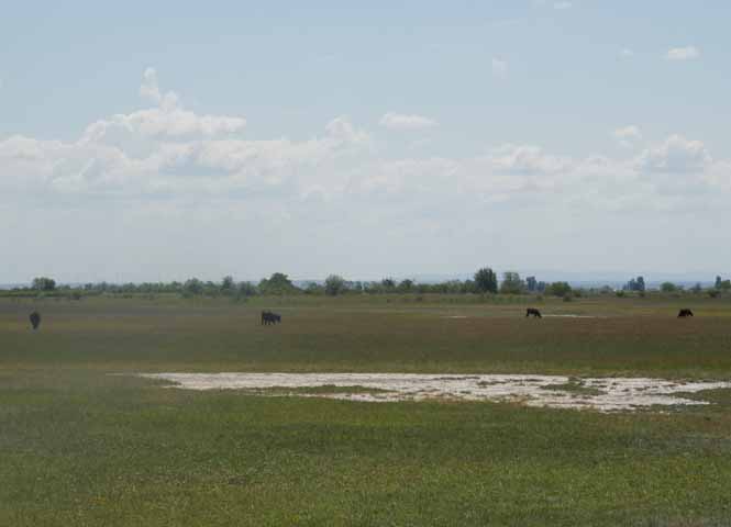 Seewinkel