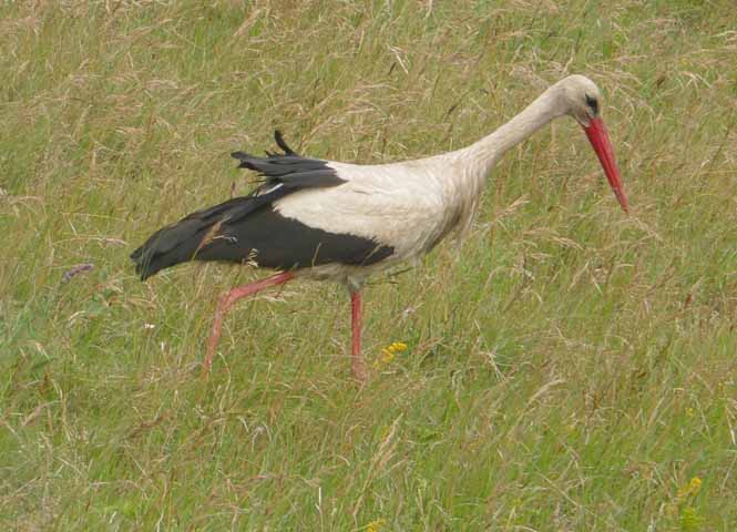 Storch